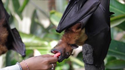Detectan 6 nuevos tipos de coronavirus en murciélagos de Myanmar