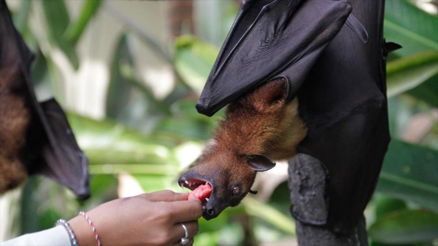 Un murciélago recibe alimento.