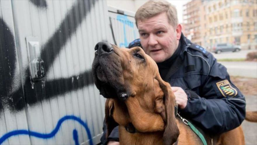 Un adiestrador prepara a su perro para iniciar su tarea de olfateo de personas.