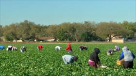 Jornaleros del campo de EEUU, los más desprotegidos en pandemia