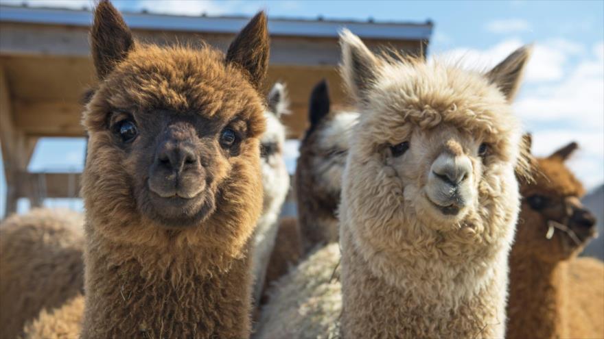 Un estudio revela que los anticuerpos de la llama pueden ser una solución contra la pandemia de la COVID-19.
