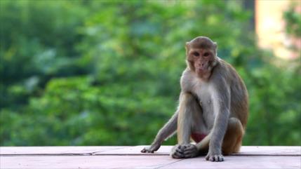 Vacuna de COVID-19 protege a monos y comienzan ensayos en humanos