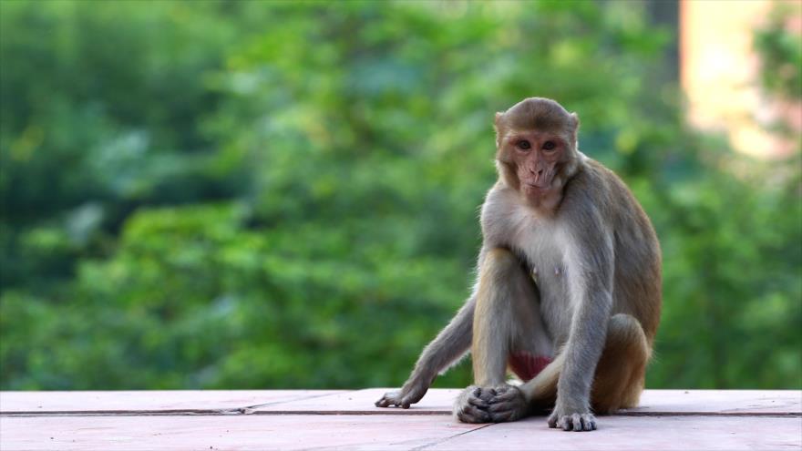 Seis monos que recibieron la vacuna experimental desarrollaron inmunidad contra el COVID-19, lo que permitió comenzar un ensayo clínico de fase uno en humanos.