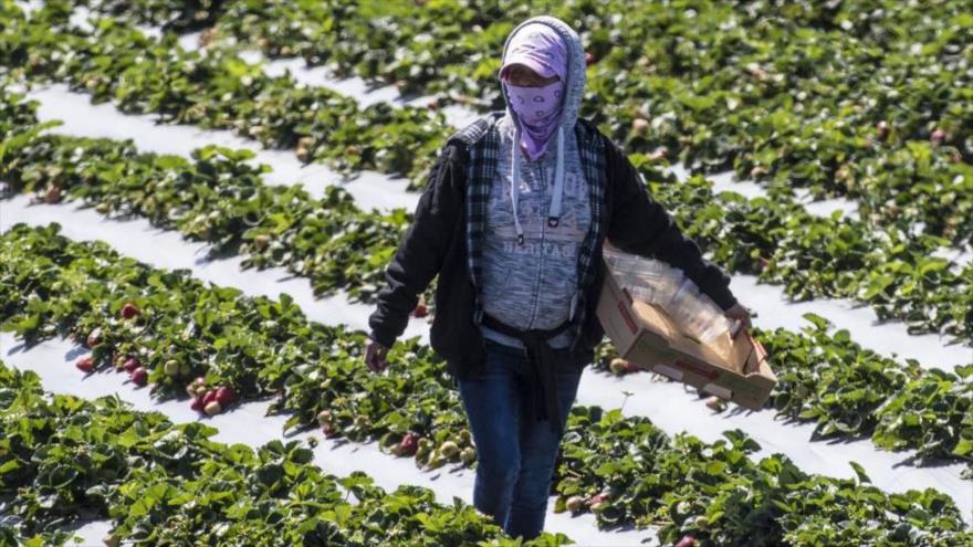 Los trabajadores agrícolas en las zonas rurales de EE.UU. usan máscaras por el brote de la COVID-19.