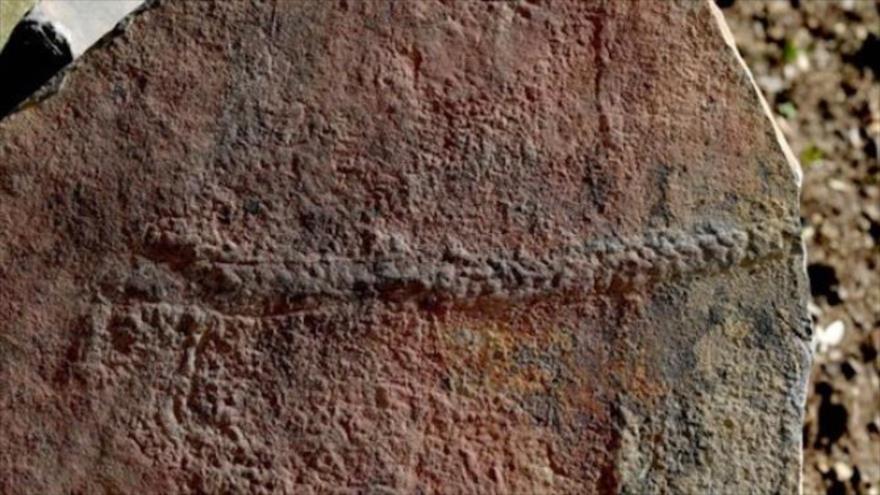 Los investigadores hallan un milpiés fósil de hace 425 millones de años que podría ser el insecto más antiguo del planeta.