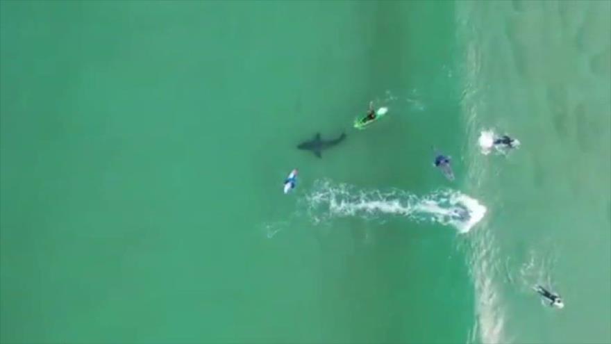 Vídeo: Tiburón gigante se acerca peligrosamente a surfistas
