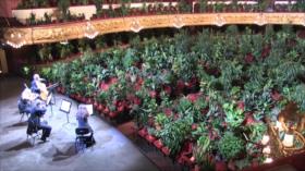 El Toque: Concierto Musical Para Plantas, Descubren Impresionante Pino de 1900 años en China