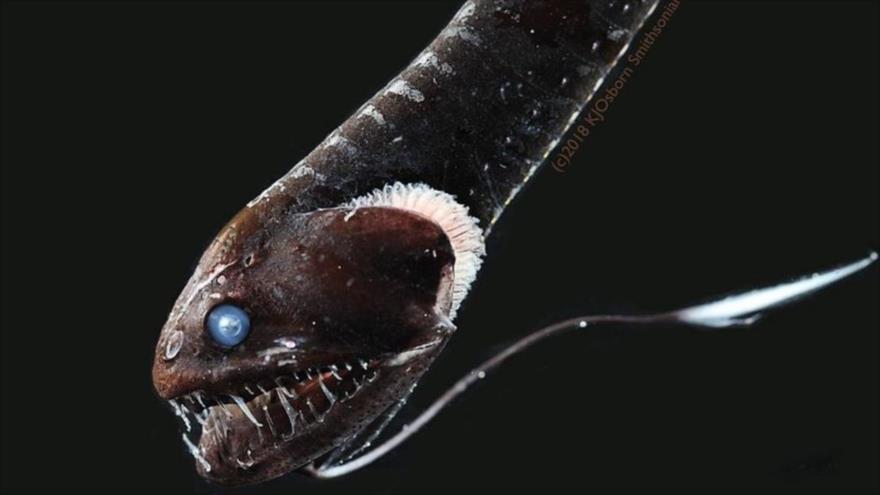 Descubren peces ultranegros que absorben el 99 % de la luz | HISPANTV