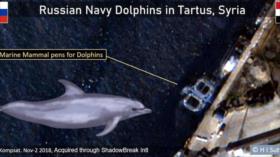 Foto: Rusia envió delfines entrenados a la guerra en Siria