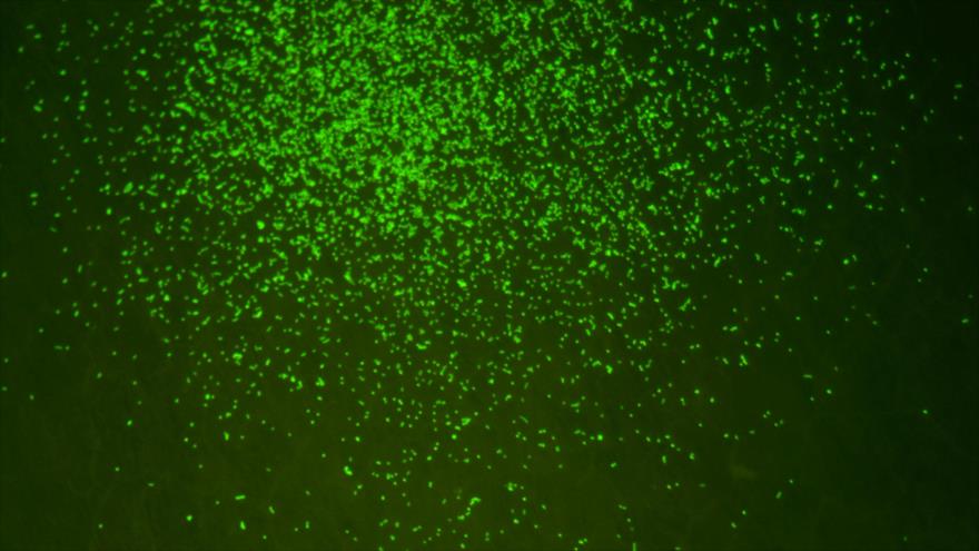 Imagen magnificada de los microbios de hace 101,5 millones de años.