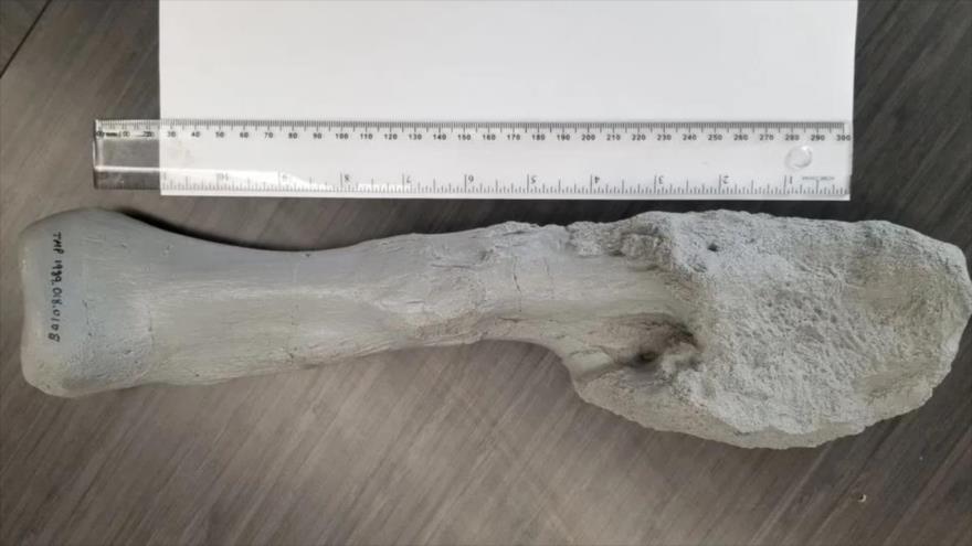 El fósil del dinosaurio estudiado corresponde a un animal adulto con un avanzado cáncer óseo que pudo haber provocado metástasis.