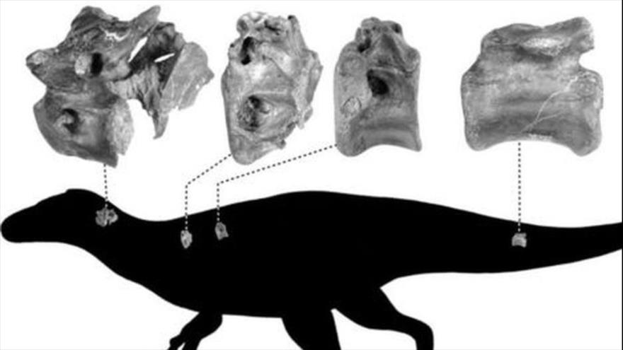 Los científicos descubren una nueva especie de dinosaurio, de hace 115 millones de años, en el Reino Unido.