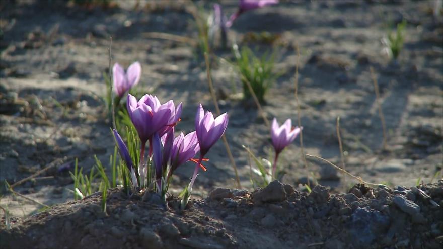 Irán: 1- Zoroastras en la ciudad de Yazd 2- Azafrán 3- Comida típica de Juzestán
