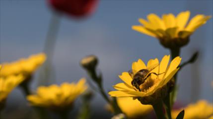 Veneno de abeja puede matar en una hora células de cáncer de mama