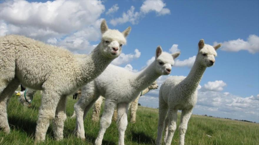 Científicos identifican en una alpaca un nanocuerpo que es capaz de impedir entrada de COVID-19 en células humanas.