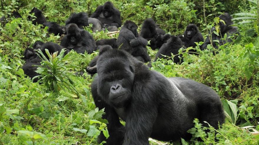Un grupo de gorilas en una selva tropical.
