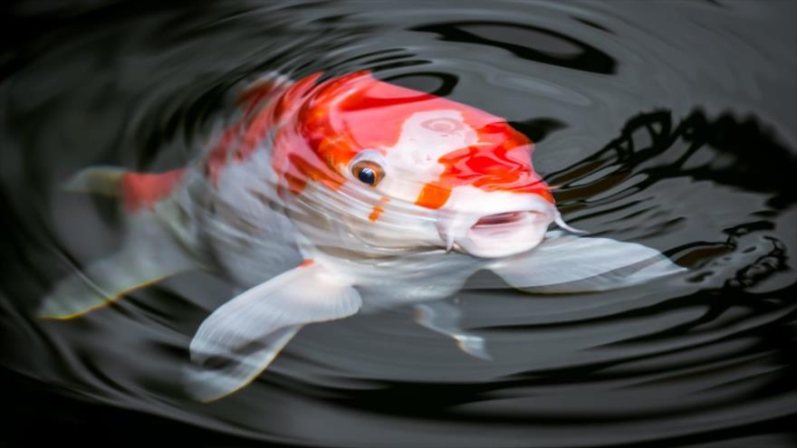 Científicos hallan más de 10 especies de peces capaces de caminar fuera del agua.