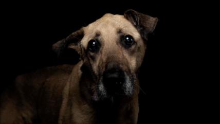 OMS alerta de transferencia de nuevos virus de animales a humanos