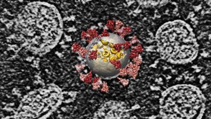 Nuevas fotos revelan cómo el coronavirus ataca a células humanas