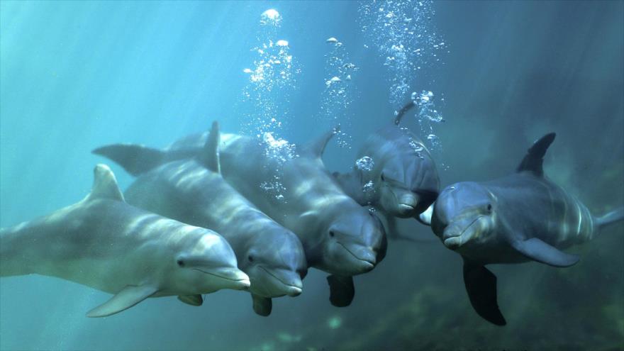 El lenguaje de los delfines está a punto de ser descifrado gracias a la pandemia del coronavirus.