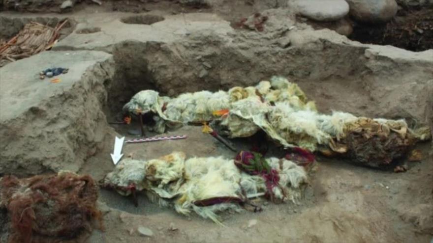 Arqueólogos hallan llamas enterradas hace más de 500 años en un yacimiento de Tambo Viejo, Perú.