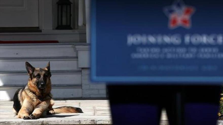 Perro del candidato demócrata a la Presidencia de EE.UU., Joe Biden. (Foto: AFP)
