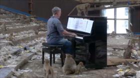 El Toque: 1- Mascarilla de chocolate 2- Construyen un buque de madera en Costa Rica 3- Concierto de piano para monos en Tailandia