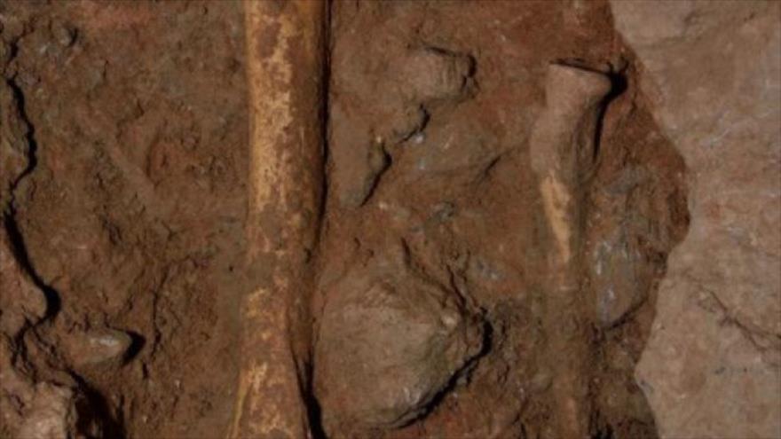 Osamenta de un leopardo de hace 24 000 años, encontradas en la ciudad catalana de Tarragona.