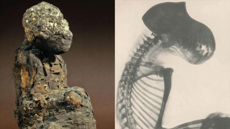 Un cráneo de babuinos momificados de 3300 años hallados en tumbas y templos egipcios.