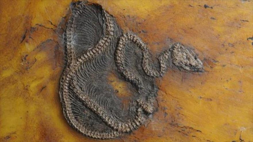 El fósil de la pitón más antigua del mundo descubierta en el sur de Alemania.