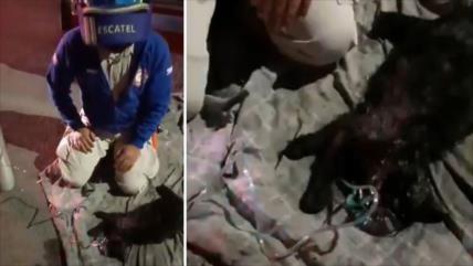 Brindan primeros auxilios a mascotas tras un incendio en México