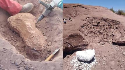 Hallan restos de dinosaurio de hace 140 millones de años en Argentina