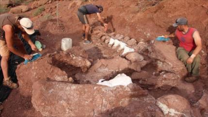 Hallan restos del que podría ser el animal más grande del mundo