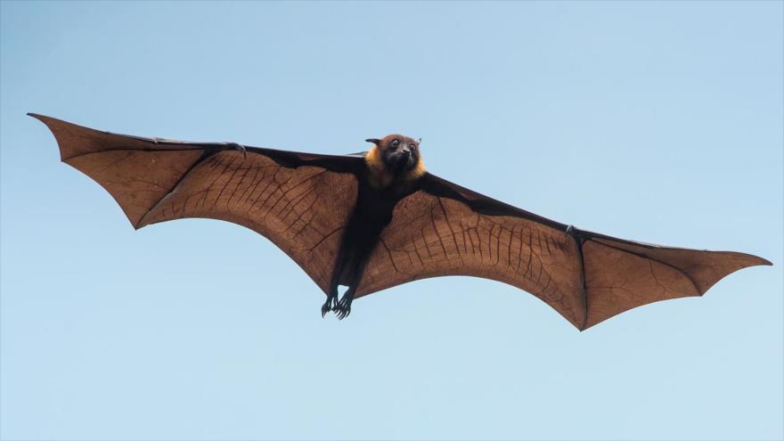 Vídeo de invasión de murciélagos “monstruo” a plena luz del día 