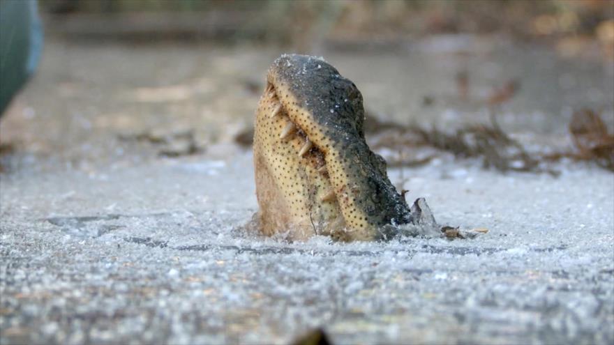 Caimanes sacan sus narices sobre el lago congelado para sobrevivir