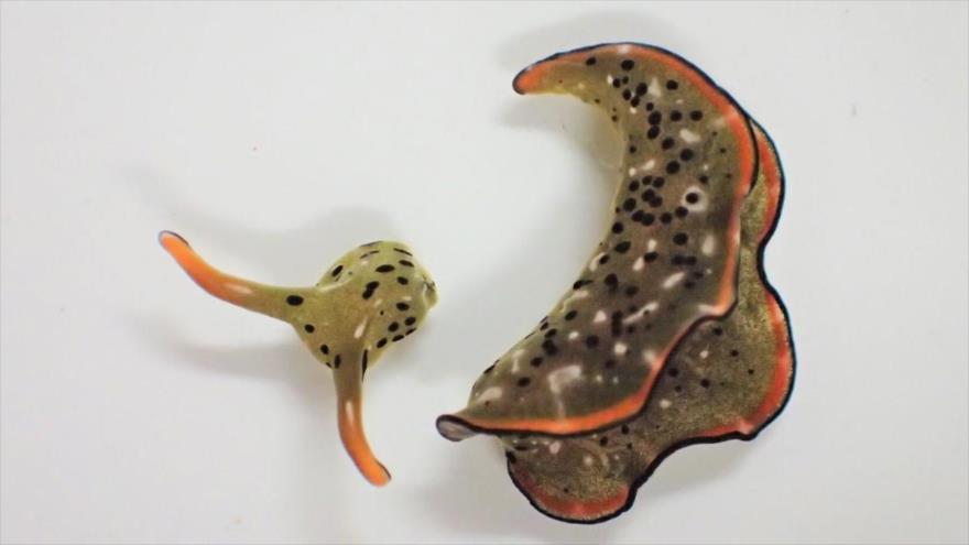 Hallan un animal que regenera todo su cuerpo tras separar la cabeza