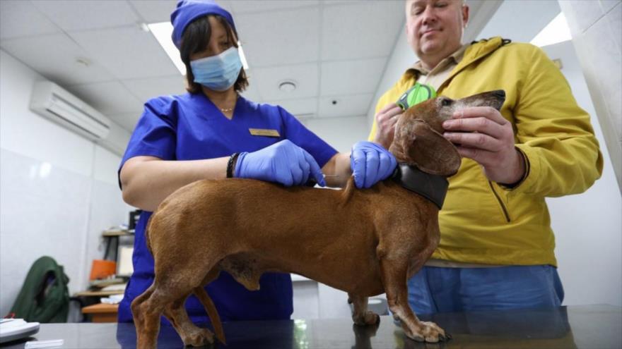 Servicio Federal ruso de Supervisión Veterinaria y Fitosanitaria aprueba primera vacuna contra el coronavirus, causante de la COVID-19 para animales.