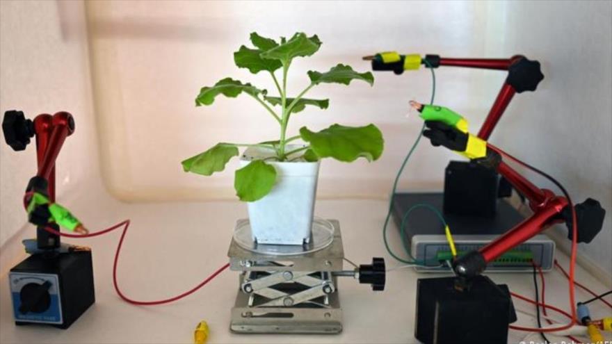 Pruebas de electrodos conectados a una planta de tabaco en un laboratorio en Singapur. (Foto: AFP)