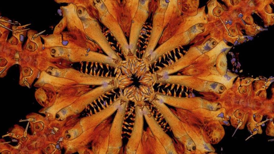 La reciente descubierta estrella de mar, bautizada Ophiojura. (Foto: Museums Victoria)