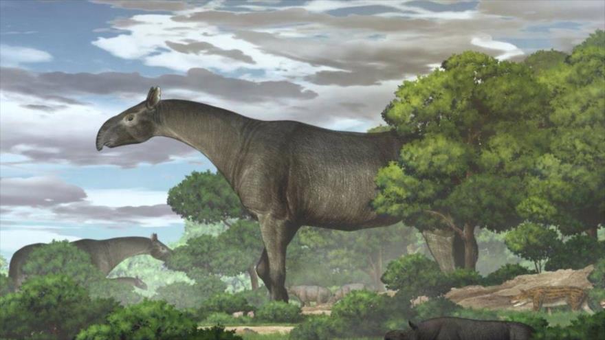Interpretación artística del Paraceratherium linxiaense realizada por la Academia de Ciencias de China.