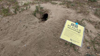 EEUU en alerta por propagación de la peste en 6 condados de Colorado