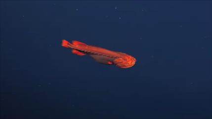 Fotografían en California uno de los peces más raros del mundo