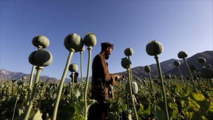 ‘EEUU creó laboratorio de drogas a escala mundial en Afganistán’