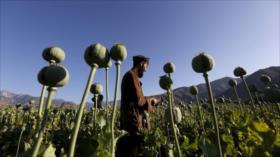 ‘EEUU creó laboratorio de drogas a escala mundial en Afganistán’