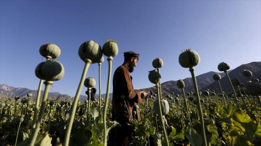 ‘EEUU creó laboratorio de drogas a escala mundial en Afganistán’ | HISPANTV