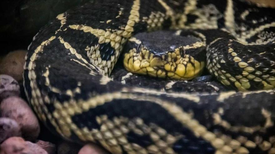 Una serpientes de la especie yararacusú.