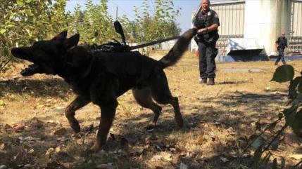 Vídeo: Policías dejan que su perro muerda a detenido negro