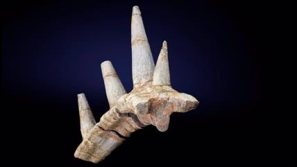 Nunca antes visto: Hallan fósil de dinosaurio más antiguo de África