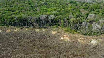 Deforestación pondría en peligro a millones de brasileños en 2100