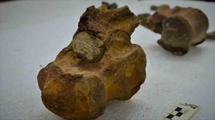 Hallan restos de dinosaurios de más de 70 millones de años